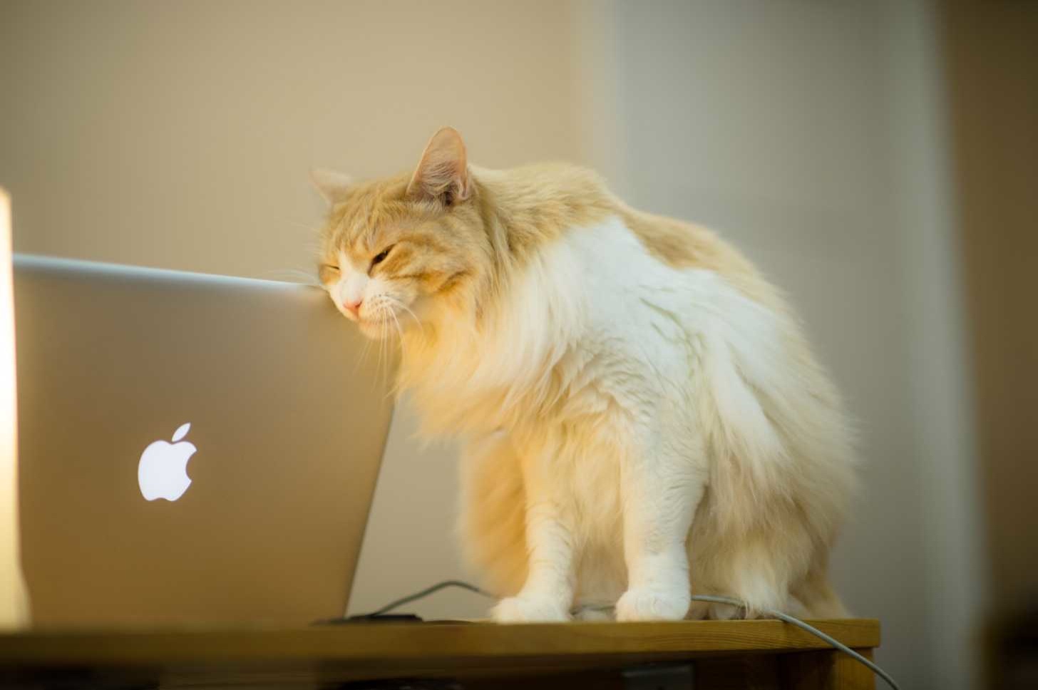 Mac with cat